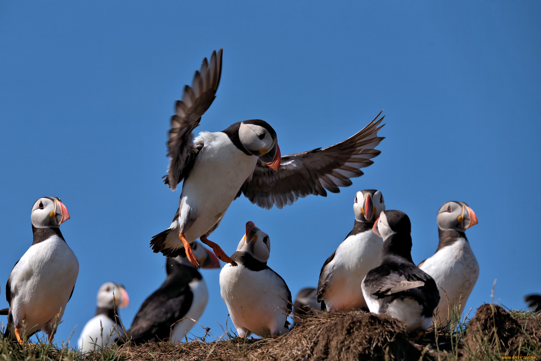 , , , , puffin, , , , 